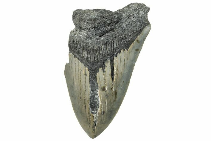 Bargain, Fossil Megalodon Tooth - Serrated Blade #295440